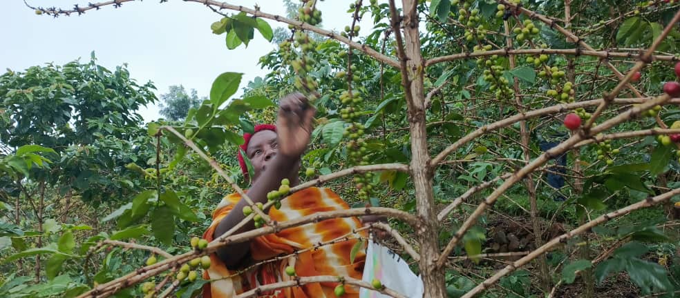 Gicumbi: Ubuhinzi bw’ikawa bwatumye abagore bitinyuka biteza imbere