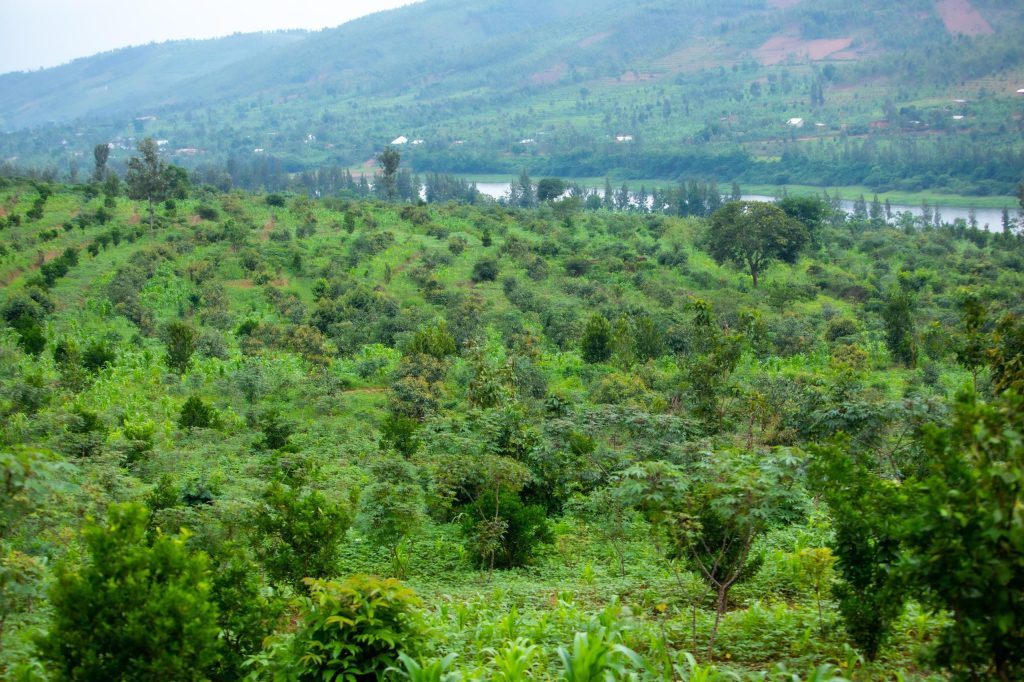 Kayonza: Abahinga imbuto bifuza gukorerwa umuhanda ubafasha gutwara umusaruro