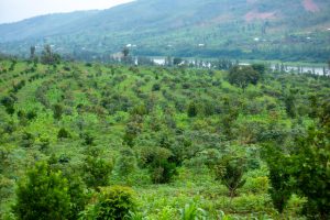 Kayonza: Abahinga imbuto bifuza gukorerwa umuhanda ubafasha gutwara umusaruro