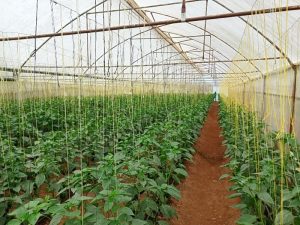 Gicumbi: Gukorera ubuhinzi muri Greenhouse byabahinduriye ubuzima