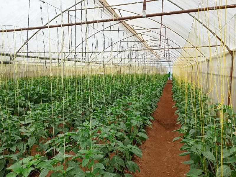 Gicumbi: Gukorera ubuhinzi muri Greenhouse byabahinduriye ubuzima
