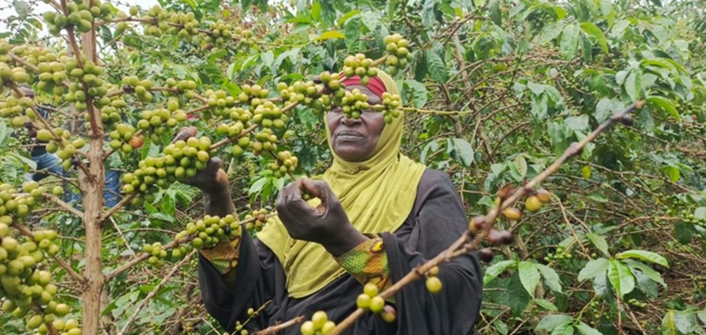 Gicumbi: Buri mwero w’ikawa umwinjiriza hafi miliyoni 1 Frw