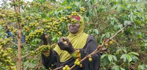 Gicumbi: Buri mwero w’ikawa umwinjiriza hafi miliyoni 1 Frw