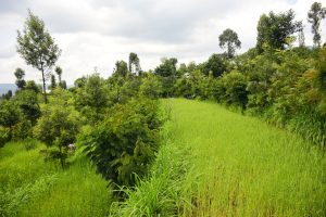 Gicumbi: Umusaruro waratumbagiye kubera amaterasi y’indinganire