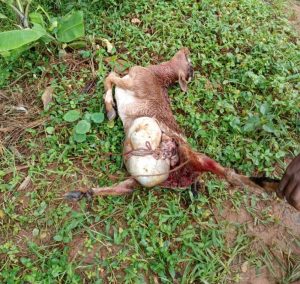Karongi: Batewe impungenge n’imbwa z’agasozi zibarira amatungo
