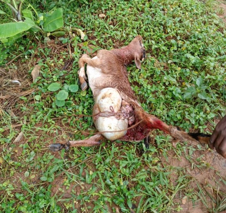 Karongi: Batewe impungenge n’imbwa z’agasozi zibarira amatungo