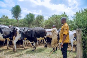 Nyagatare: Aborozi bishimira ko inka zabo zatangiye gukingirwa igipfuruto n’uburenge
