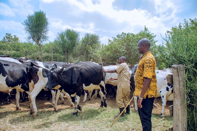 Nyagatare: Aborozi bishimira ko inka zabo zatangiye gukingirwa igipfuruto n’uburenge