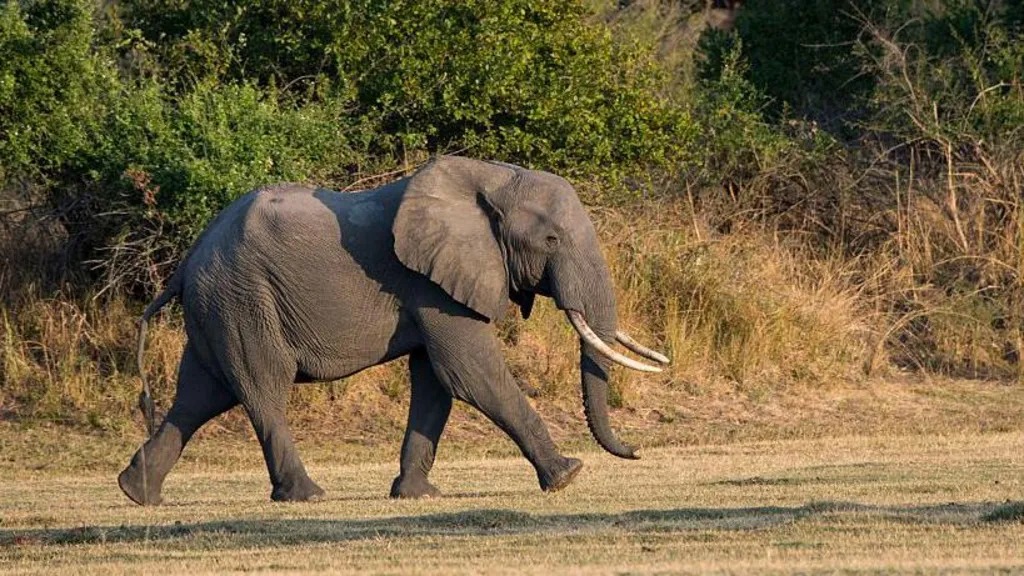 Zambia: Ba mukerarugendo babiri bishwe n’inzovu y’ingore