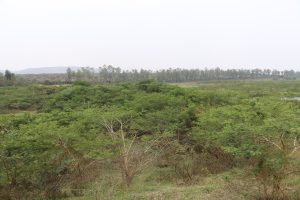 Intara y’Iburasirazuba irasezera amapfa, 70% by’ubutaka bwangiritse bwasubijwe ubuzima