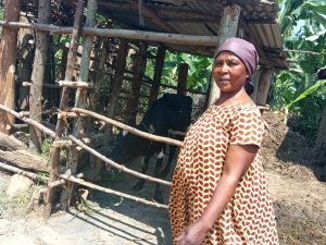 Rutsiro: Uwacaga inshuro wahawe Girinka yinjiza asaga ibihumbi 620 Frw