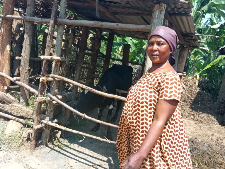 Rutsiro: Uwacaga inshuro wahawe Girinka yinjiza asaga ibihumbi 620 Frw