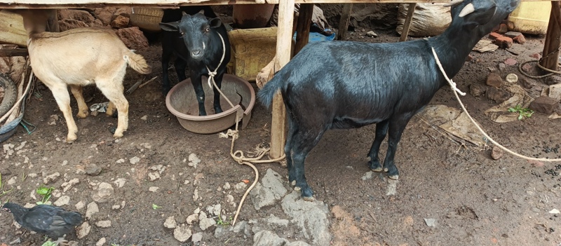 Nyabihu: Abaturage barara n’amatungo mu nzu kubera ubujura