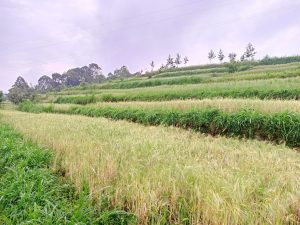 Gicumbi: Uburyo bukomatanyije buhangana n’imihindagurikire y’ibihe bwatanze umusaruro