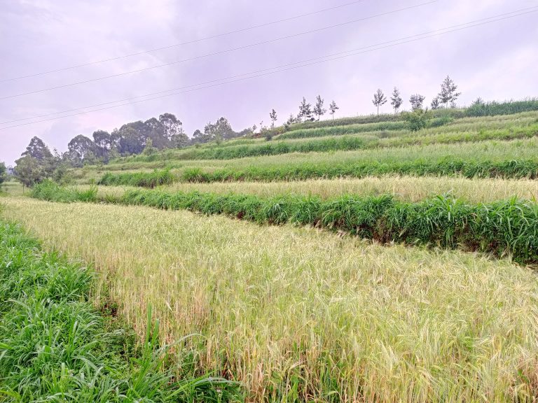 Gicumbi: Uburyo bukomatanyije buhangana n’imihindagurikire y’ibihe bwatanze umusaruro