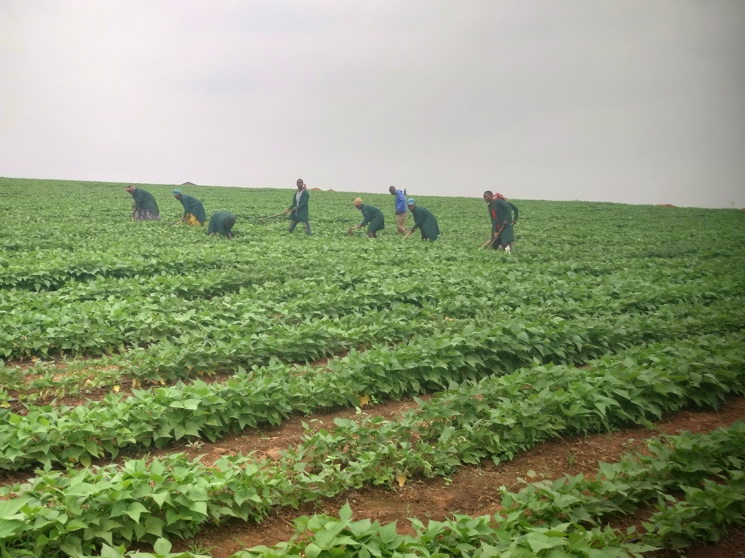 Nyagatare: Ababonye akazi muri Gabiro Agribusiness Hub byabahinduriye ubuzima