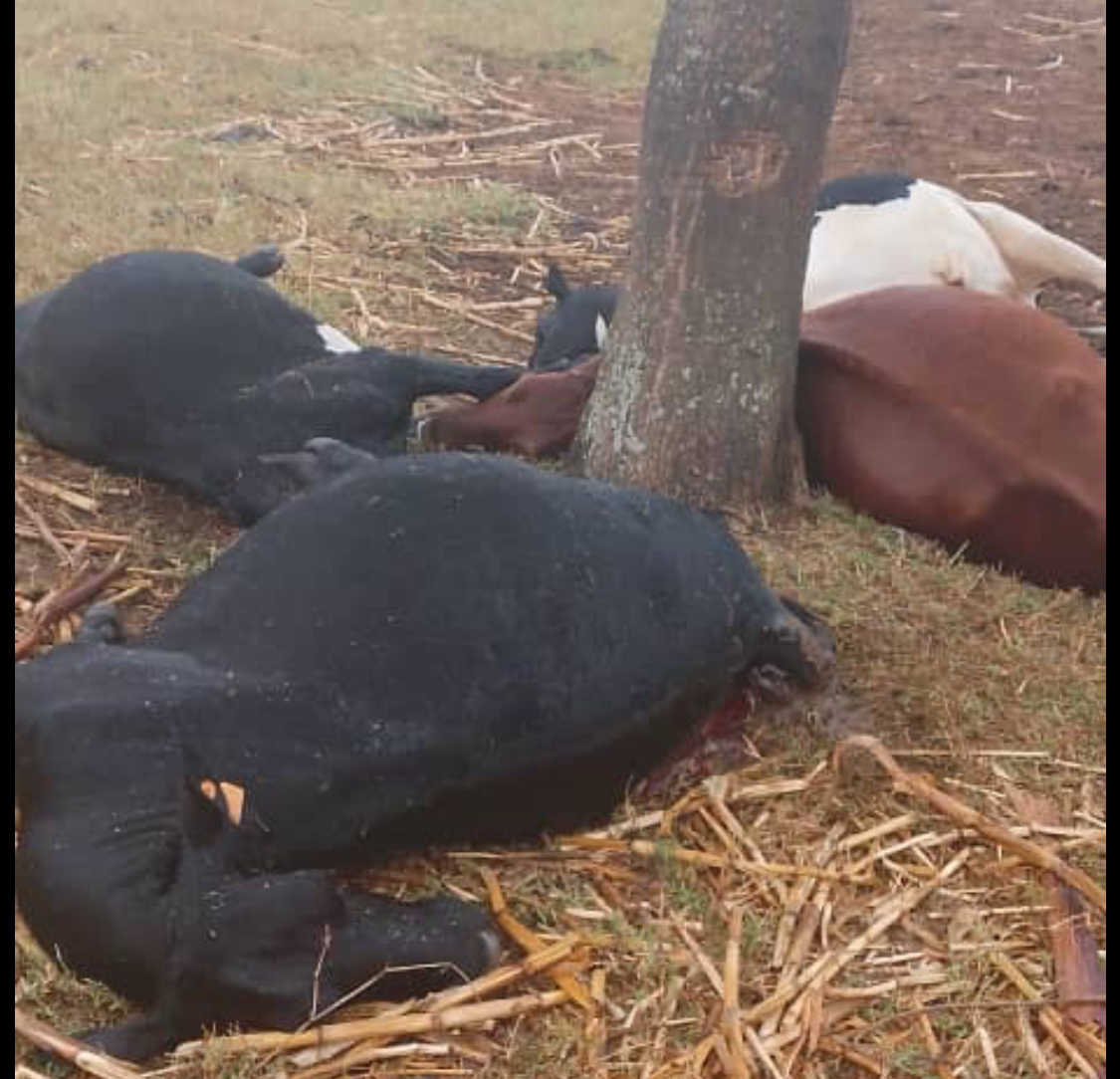 Nyagatare: Inka 4 z’umuturage zakubiswe n’inkuba