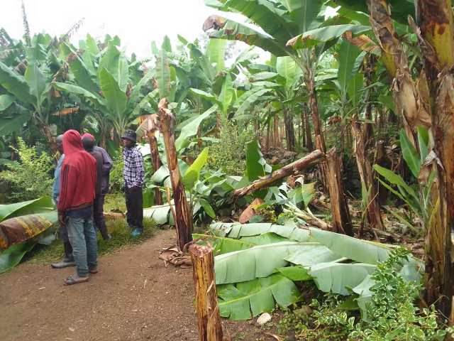Musanze: Umusore yatemaguye insina z’ababyeyi be harakekwa ubusinzi