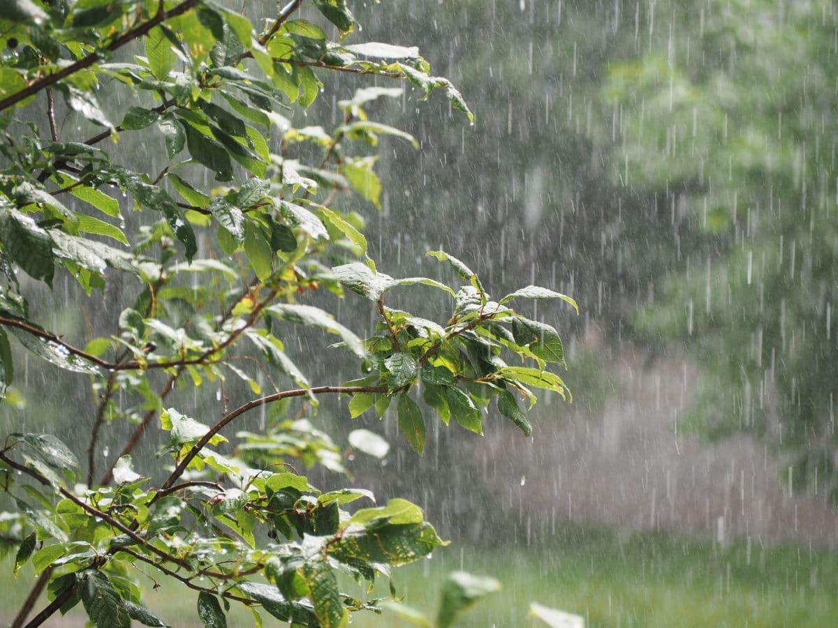 Imvura y’umuhindo izagwa ni isanzwe igwa muri ibyo bihe – Meteo Rwanda