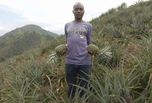 Gakenke: Ubuhinzi bw’inanasi bumwinjiriza ibihumbi 800 mu gihembwe