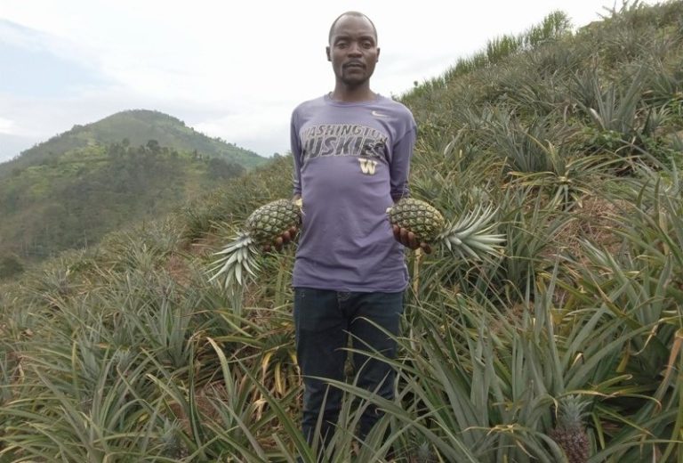 Gakenke: Ubuhinzi bw’inanasi bumwinjiriza ibihumbi 800 mu gihembwe