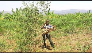 Gatsibo: Yiraye mu myumbati y’umuturanyi aratemagura ayimarira hasi