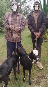 Burera: Abagabo babiri bafatanywe ihene ebyiri