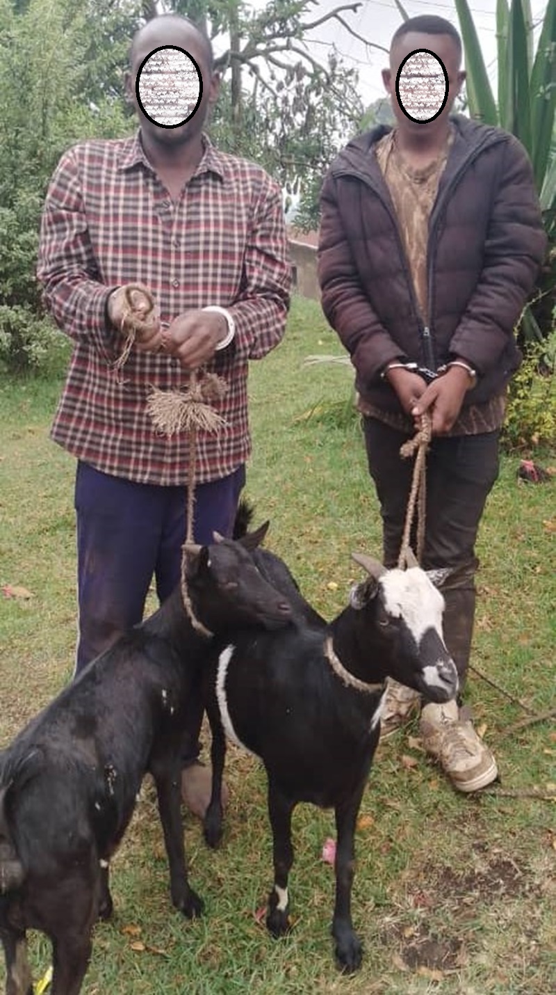 Burera: Abagabo babiri bafatanywe ihene ebyiri