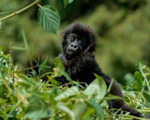 Kwita Izina: Abana b’ingagi 40 bazitwa amazina muri Nzeri 2025