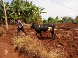 Rusizi: Yafatanywe inka 2 avuga ko atazi uko zageze mu kiraro