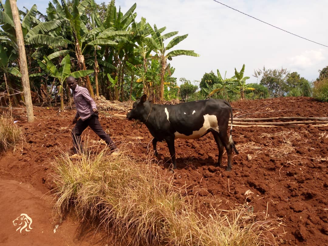 Rusizi: Yafatanywe inka 2 avuga ko atazi uko zageze mu kiraro