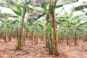 Iburasirazuba: Beretswe uko bakoresha ubutaka buto bukabyazwa umusaruro