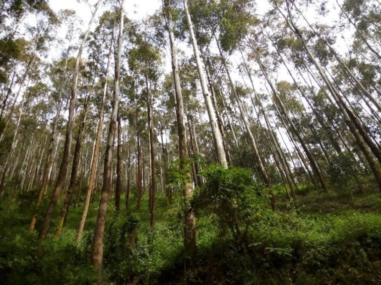 U Rwanda rugiye kwakira inama mpuzamahanga yiga ku mashyamba