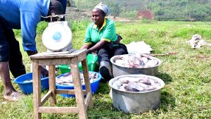 Muhanga: Kwitabira ubworozi bw’amafi byabakuye mu bukene