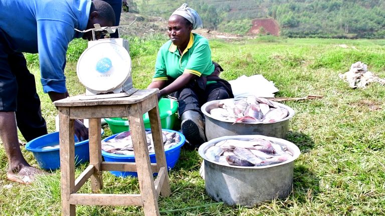 Muhanga: Kwitabira ubworozi bw’amafi byabakuye mu bukene