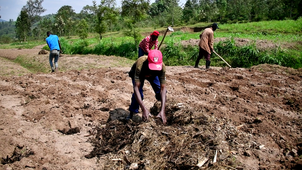 Muhanga: Abahinzi bakuye isomo mu kudahinga ubutaka bwose