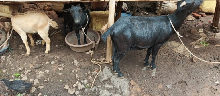 Burera: Cyanika babangamiwe n’abajura biba amatungo bakanapfumura inzu
