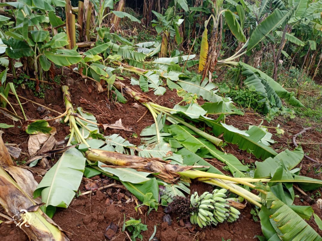 Karongi: Arashakishwa nyuma yo kwirara mu bitoki bya sewabo akabitemagura