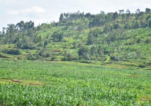 Ruhango: Ibishanga bigiye gutunganywa, imyaka ntizongera gutwarwa n’imvura