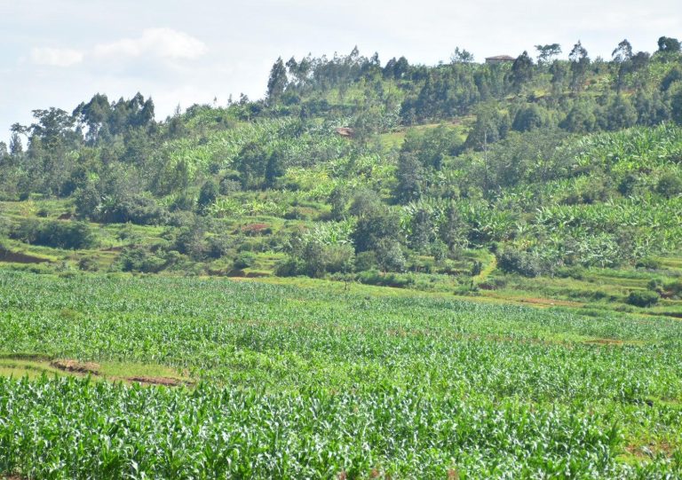 Ruhango: Ibishanga bigiye gutunganywa, imyaka ntizongera gutwarwa n’imvura