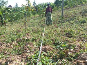 Karongi: Urutsinga rutwaye amashanyarazi rumaze umwaka rurambitse mu murima we