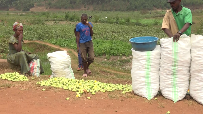Gisagara: Bagowe no kugurisha ikilo cy’intoryi ku mafaranga 60 Frw