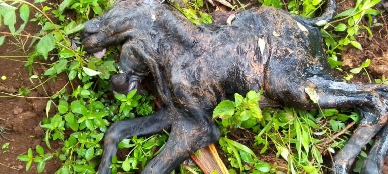 Gatsibo: Havutse inka ifite imitwe ibiri, amaso n’amatwi ane