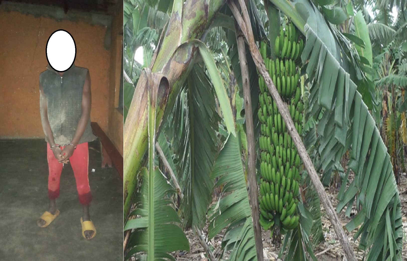 Rubavu: Afungiye kwicisha umutego w’igitoki umugore w’umuturanyi