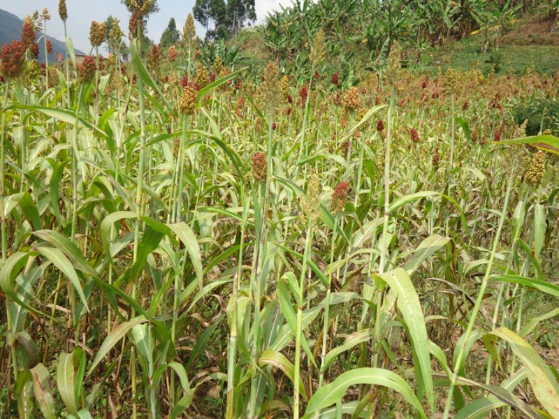 Burera: Cyanika hari abigize ba ntibindeba mu guhinga igihingwa cyatoranyijwe