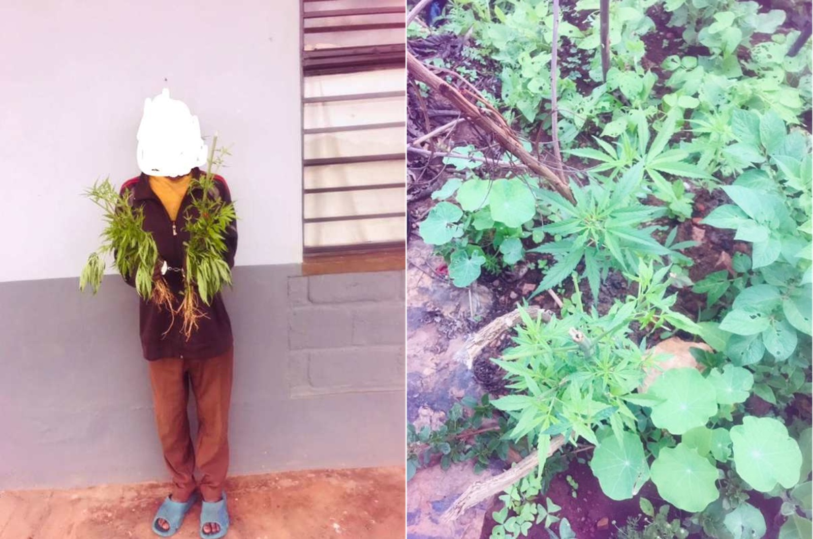 Burera: Afungiwe guhinga urumogi aruvanga n’imyaka