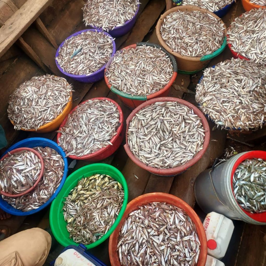 Nyamasheke:  Guhashya ba rushimusi byatumye umusaruro w’uburobyi wikuba inshuro zisaga 4