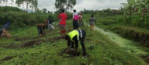 Musanze: Inka n’ihene zahurwa ku gasozi zangiza ibiti bivangwa n’imyaka