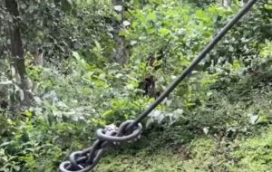 Nyabihu: Babangamiwe n’insinga z’amashanyarazi zandagaye mu mirima amezi 3