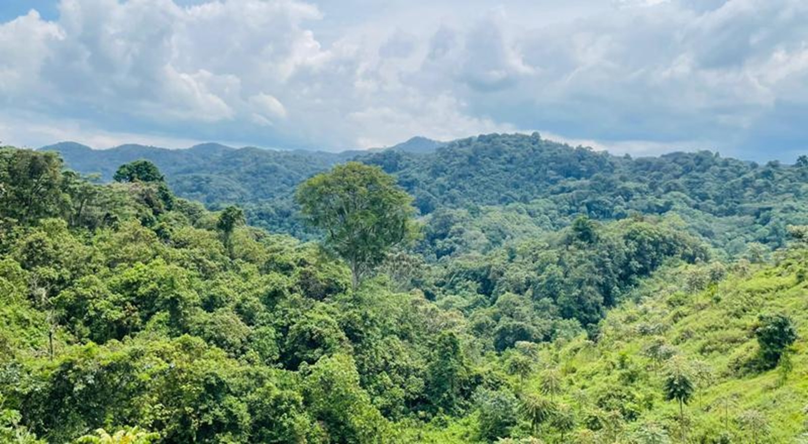 Abavuzi gakondo bangizaga Pariki ya Gishwati- Mukura bahindutse abayisigasira